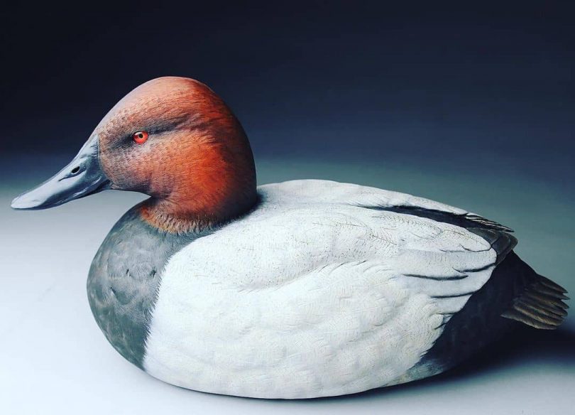 Canvasback Duck in Oils
Author - <a href="https://www.instagram.com/wilsonwildlifesculpture/" rel="nofollow">Chris Wilson</a>